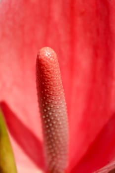 red flower blooming