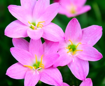 beautiful pink flowers in the garden 