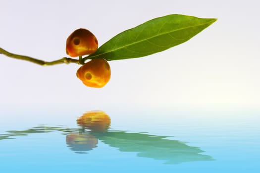 green leaf and fruit