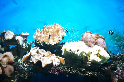 picture of the seabed