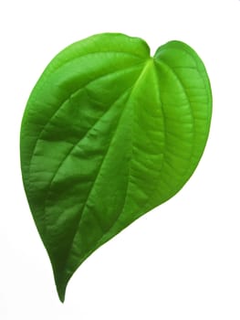 betel leaf isolated on white background