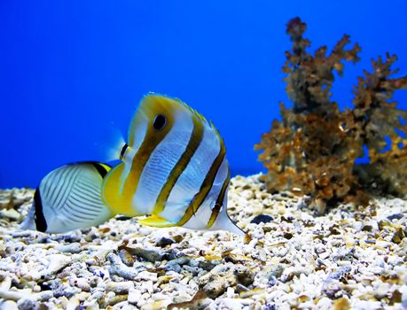 two beautiful fishes and coral branches