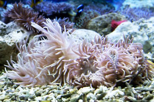 Beautiful coral in the sea