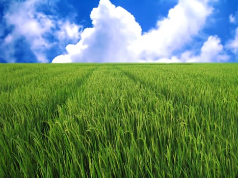 rice fields in the blue sky with white clouds