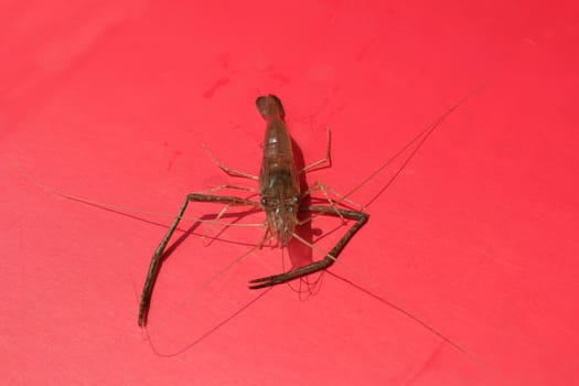 Fresh Shrimp