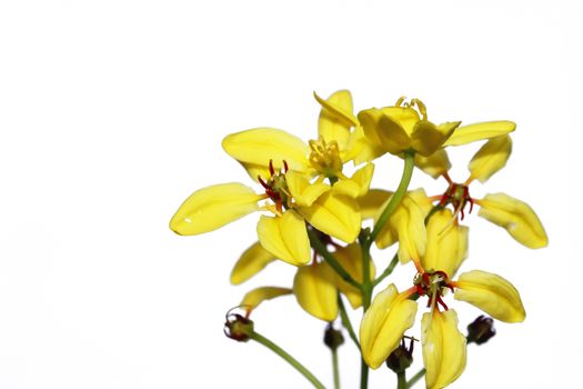 Spring yellow of the white background 