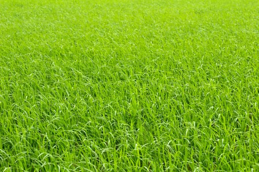 paddy rice in field