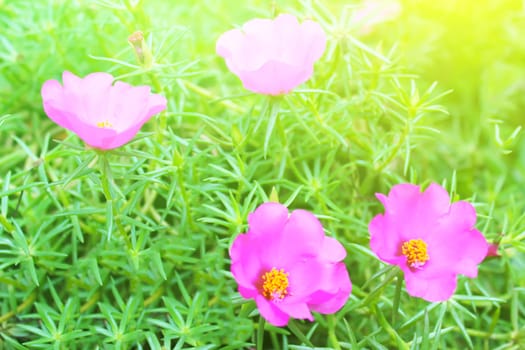 beautiful pink flowers in the garden 