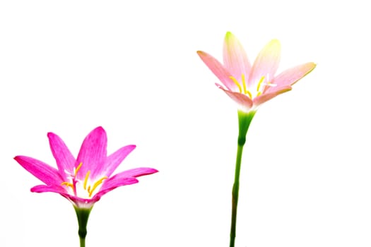 Flower isolated over white background 