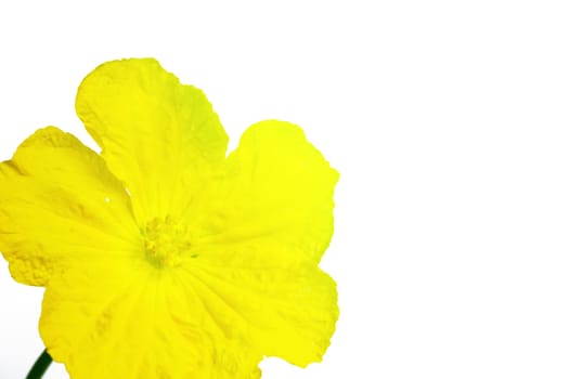 yellow flower isolated on white background 