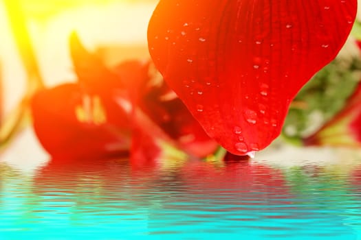 beautiful red lily 