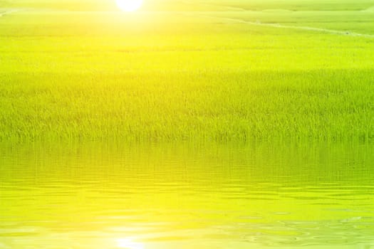 green rice paddies