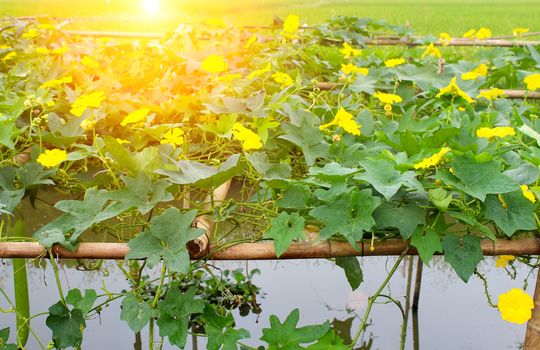 melon blooms yellow 