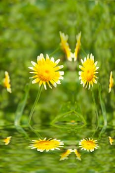 Beautiful yellow flower in field 