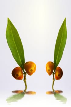 green leaf and fruit