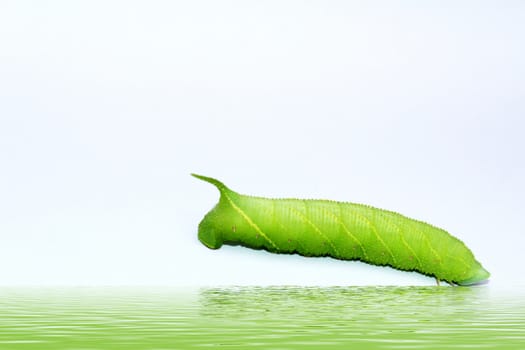 A close up of the green caterpillar