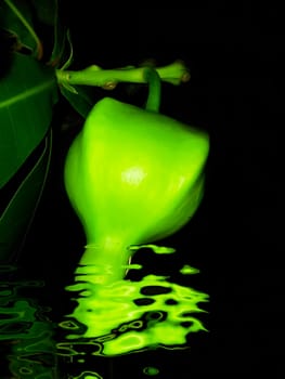 green fruit on a black background 