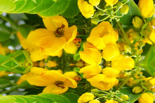 Beautiful yellow flowers