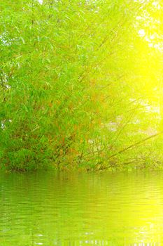 Green and Yellow Bamboo 