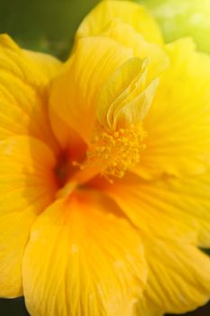 yellow hibiscus