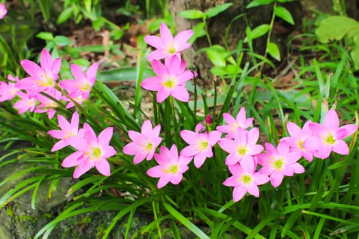 beautiful pink flowers in the garden