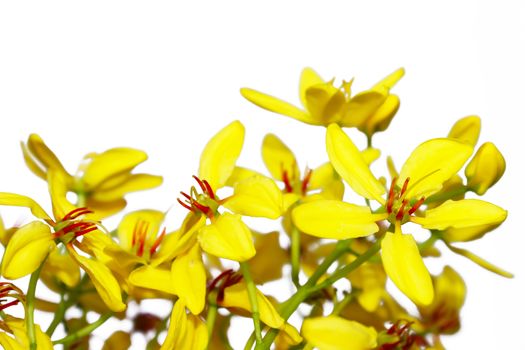 Yellow flowers background