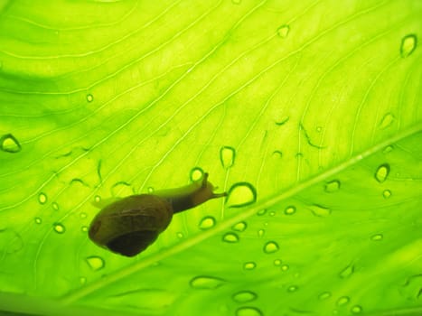 Small brown snail on a green leaf