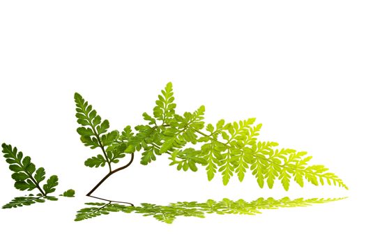 green leaf isolated on a white background