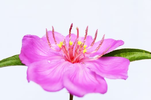 Pink  flower