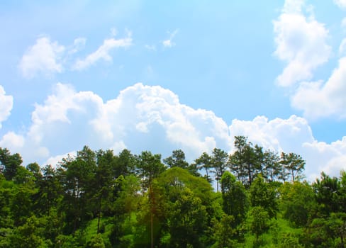 pine forest
