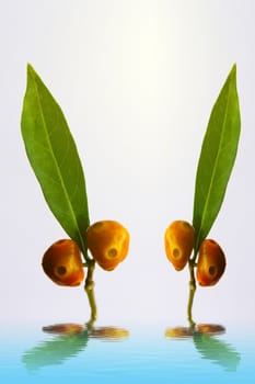 green leaf and fruit