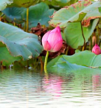 pink lotus flower among green foliage 