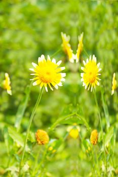 Beautiful yellow flower in field 