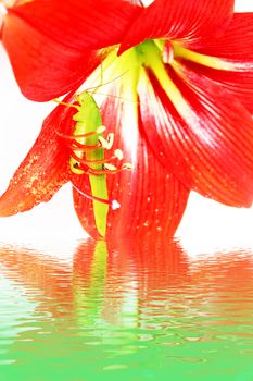 Macro photo of a grasshopper inside of a red lily 
