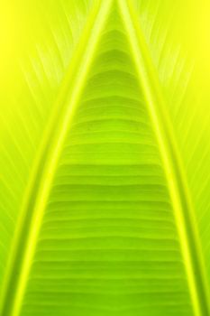 green backlit leaf background 