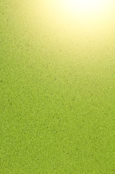 Duckweed background