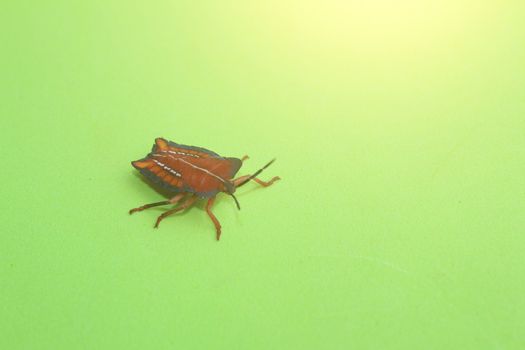 qrage Marmorated Stink Bug