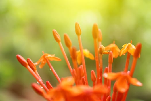 Beautiful yellow red flowers