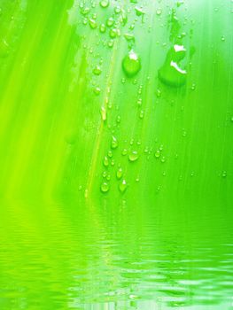 dew drops on bamboo leave