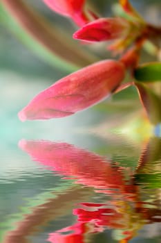 beautiful pink flowers in the garden 