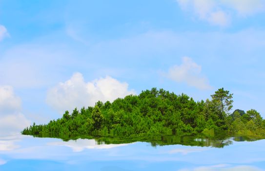 pine forest