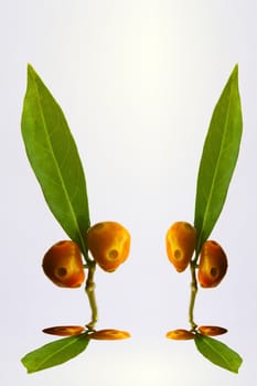 green leaf and fruit