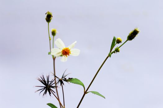 White  Flower 