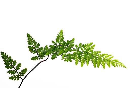 green leaf isolated on a white background