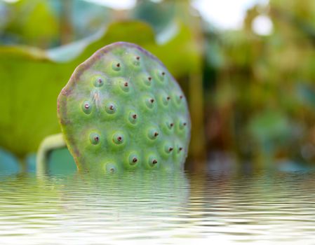 pink lotus flower among green foliage