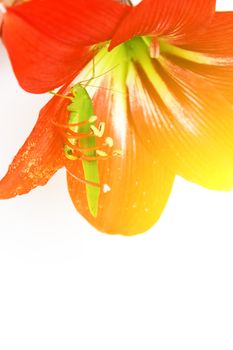 Macro photo of a grasshopper inside of a red lily 