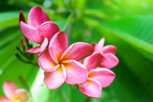 pink flower on a green background