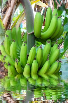 bunch of bananas on the tree