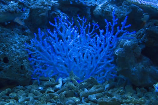 coral and ocean 