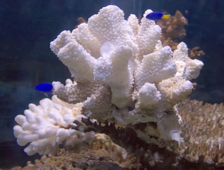 coral and ocean 